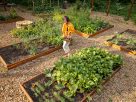 From Garden To Table The Easiest Vegetables To Grow And Their Amazing Health Perks