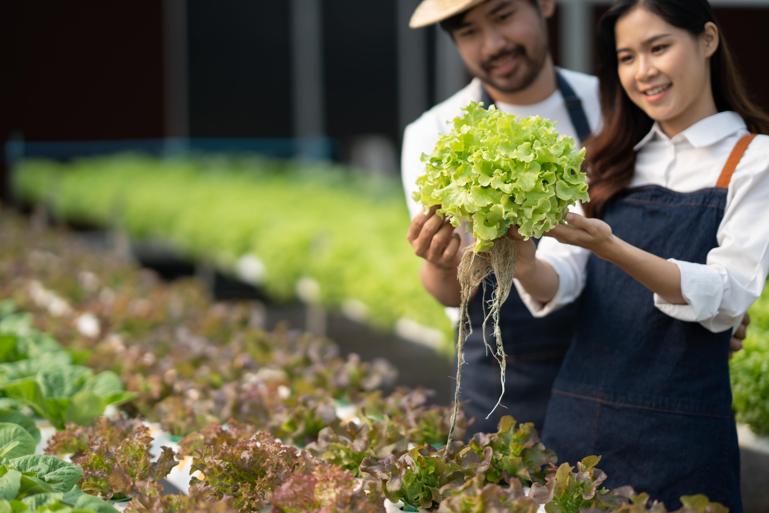 Lettuce A Versatile Salad Staple