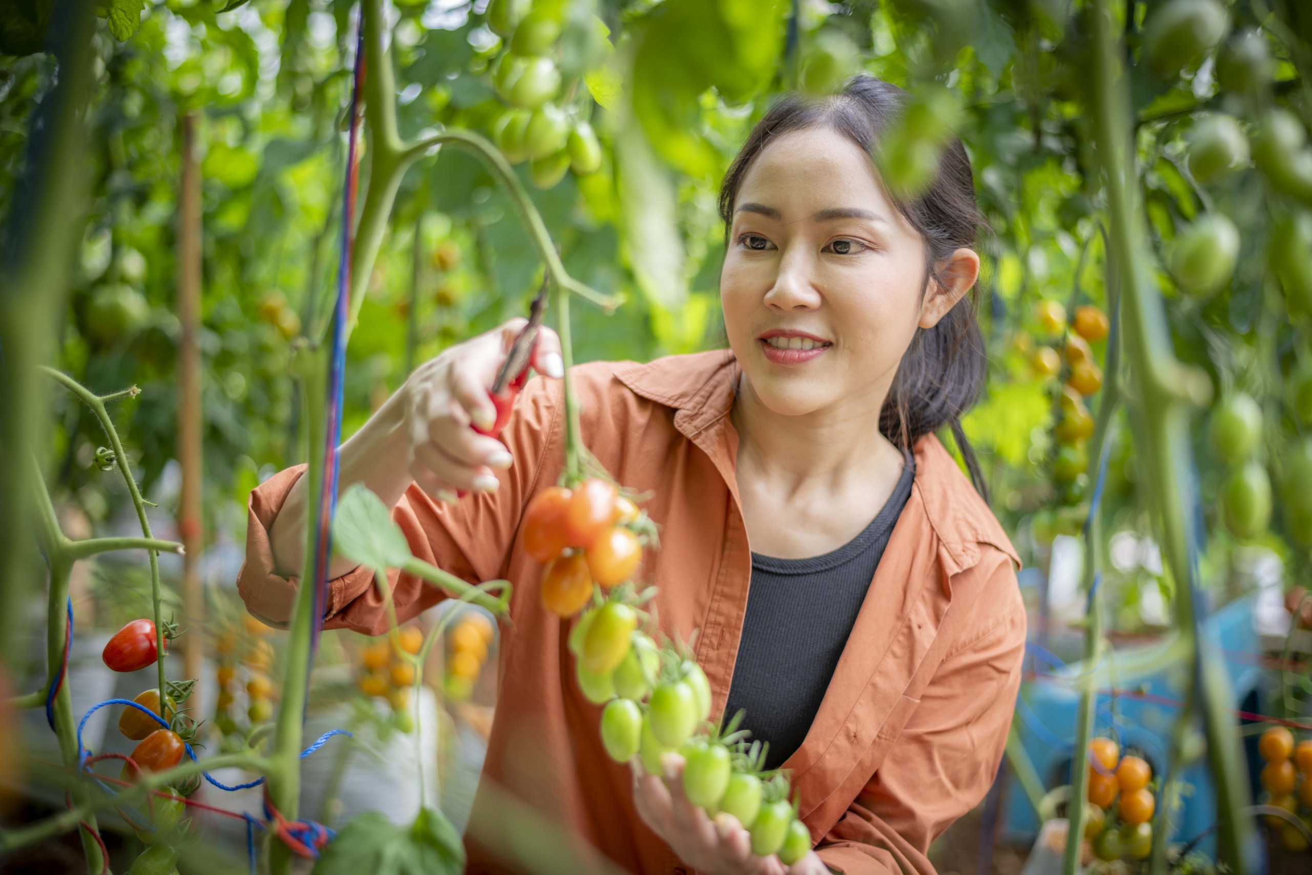 Tomatoes A Juicy Superfood